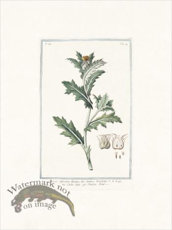 Bonelli 684 Blessed thistle